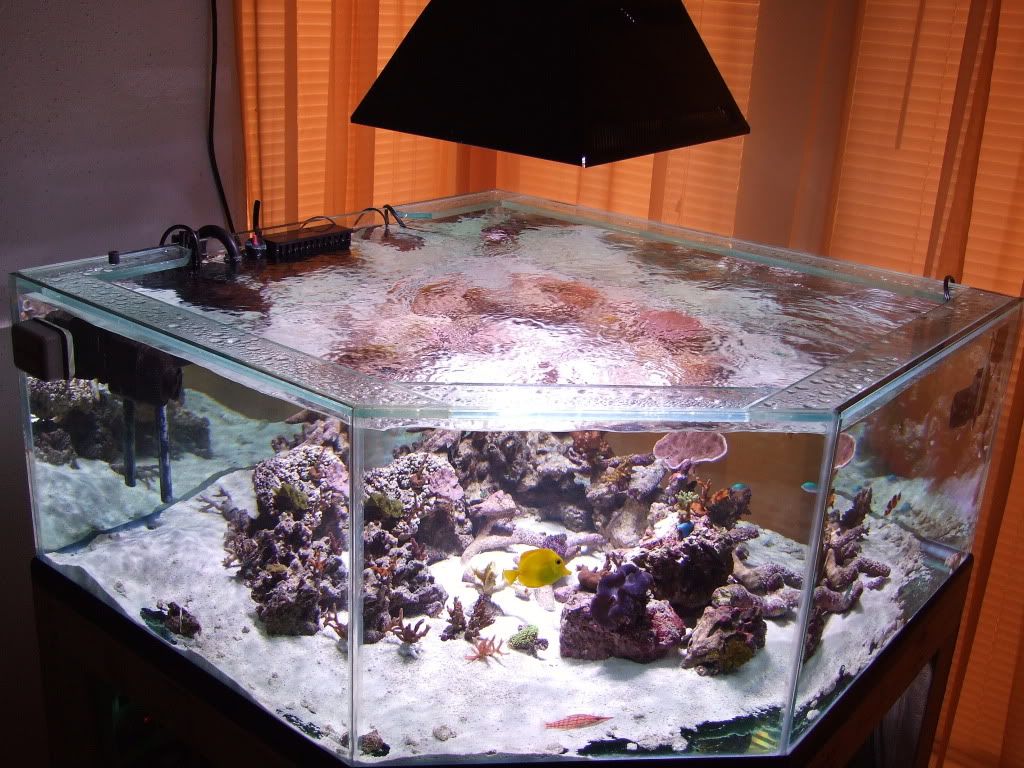 Reefing the Pentagon??? Tank Builds Austin Reef Club